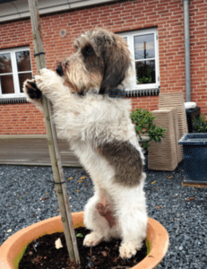 Fjolle, den lille koala