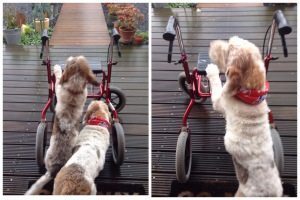 Support fra de nærmeste tre i verdens gang