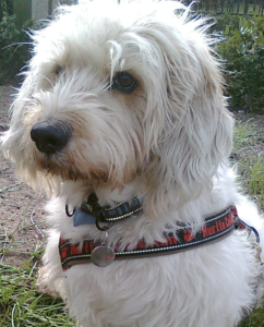 Idag er det 14 år siden, vi hentede Blop i Jægerspris