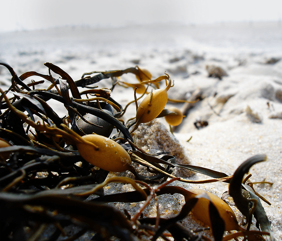 sun_ilse_jacobsen_hornb_k_top_seaweed_huge