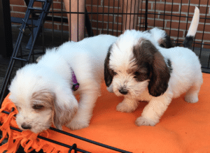 Misundelse – har du ondt i røven?