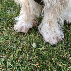 Bare fødder i græs