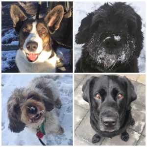 Ugens fantastiske ﻿fire hunde