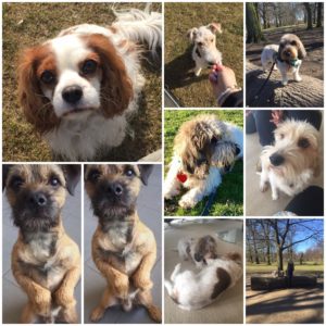 Ugens fantastiske fire hunde #2