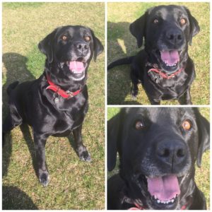 Ugens fantastiske fire hunde del 3