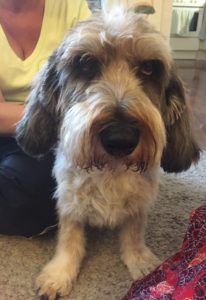 Fjolle efter egern – vol.2