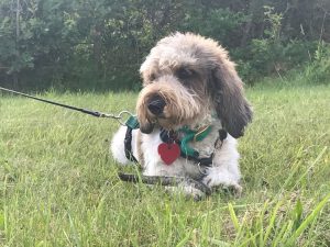 Elsk din hund som den er