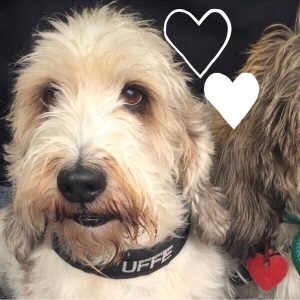 Om de to kæreste, der aldrig lod den anden græde alene