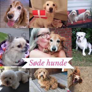 Hvad er hundens navn?