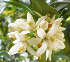 Clean Reserve Acqua Neroli skal hjem til …