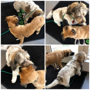 Når hunde går i butik