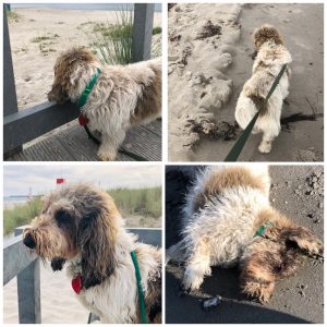 Kan man dø af pels-sult?