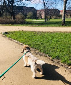 Hjælpen er nær – mød et røvhul