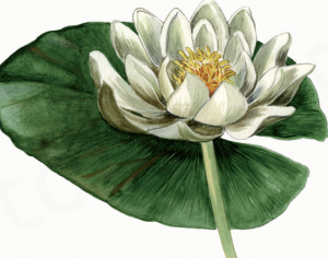 Der skal fugt til og noget om “coronapause”