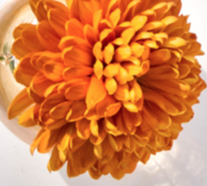 Vinderne af RÅ og INNERSENSE