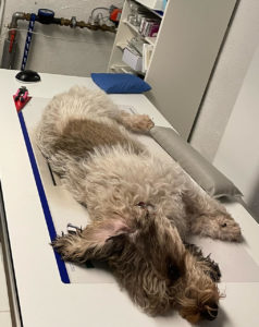 Fjolle ser godt ud indeni – også