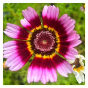 PINK i en Barbie-verden