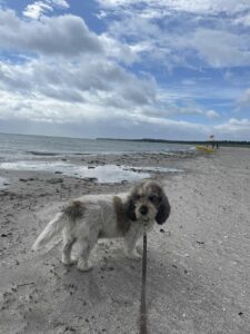 at have en gammel hund …